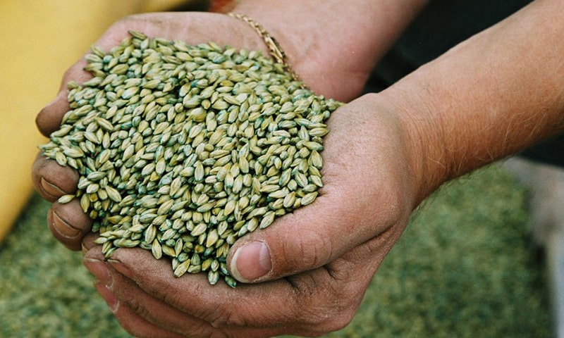 barley