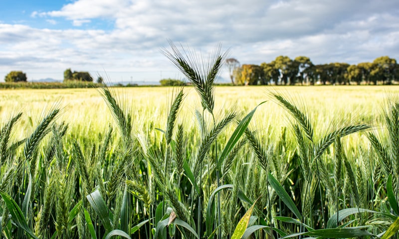 wheat